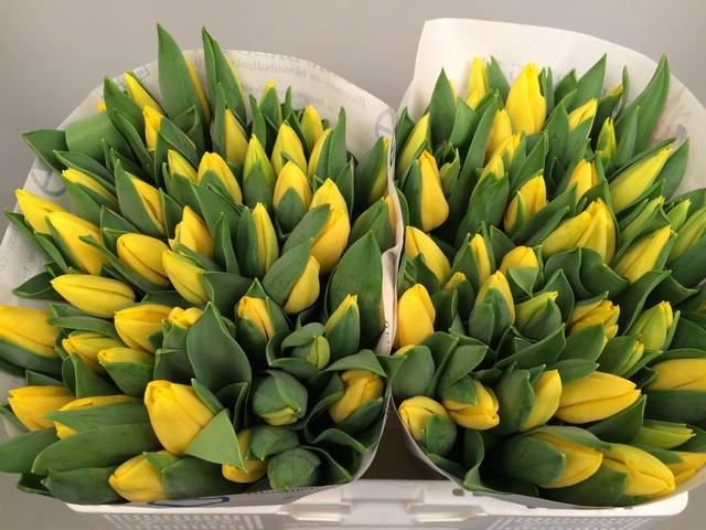 TULIPE STRONG GOLD JAUNE 40 $$$